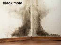 Mold Remediation Johnson City Texas 78636