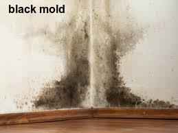 commercial mold removal