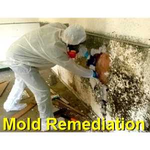 mold remediation Chandler