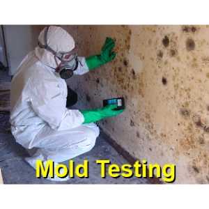 mold testing Alamo